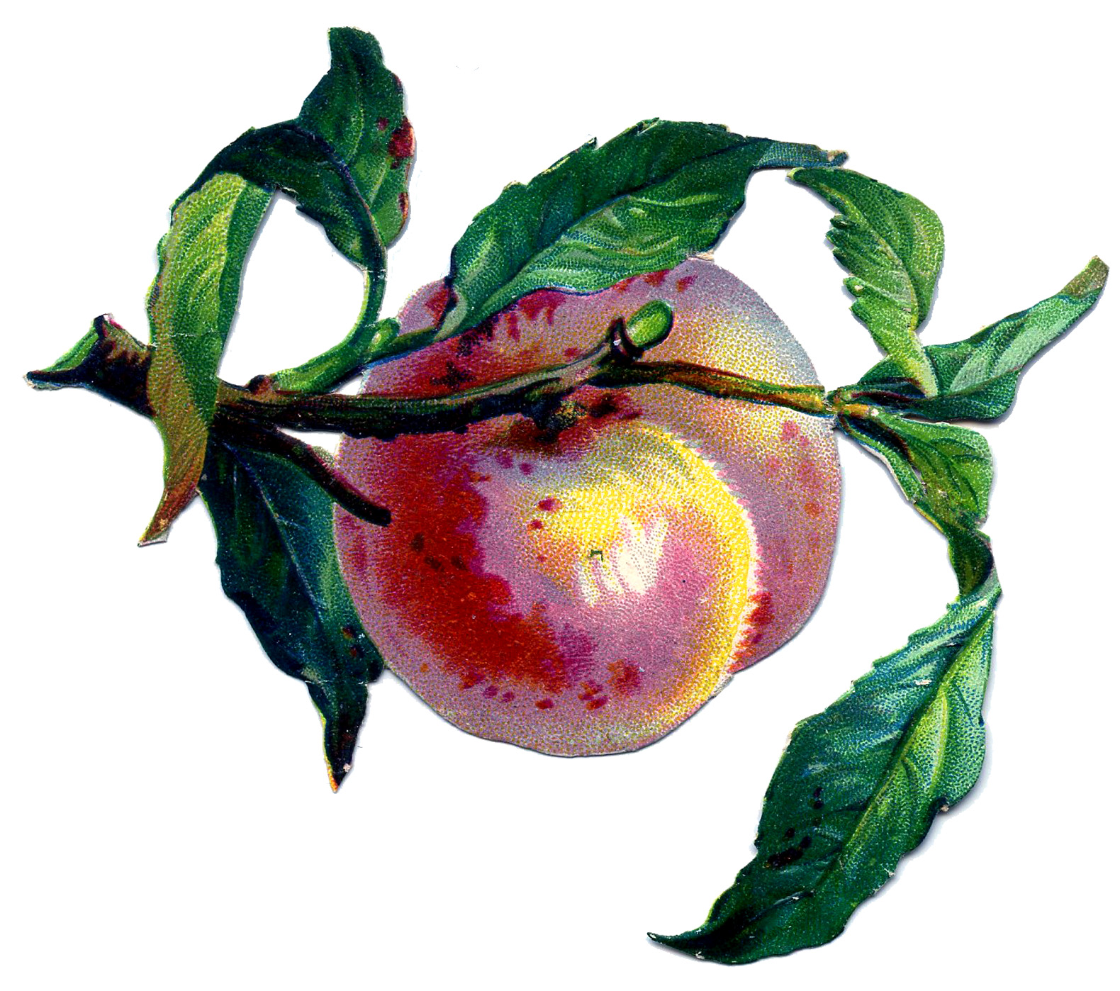 Vintage Fruit Image - Pretty Peach - The Graphics Fairy