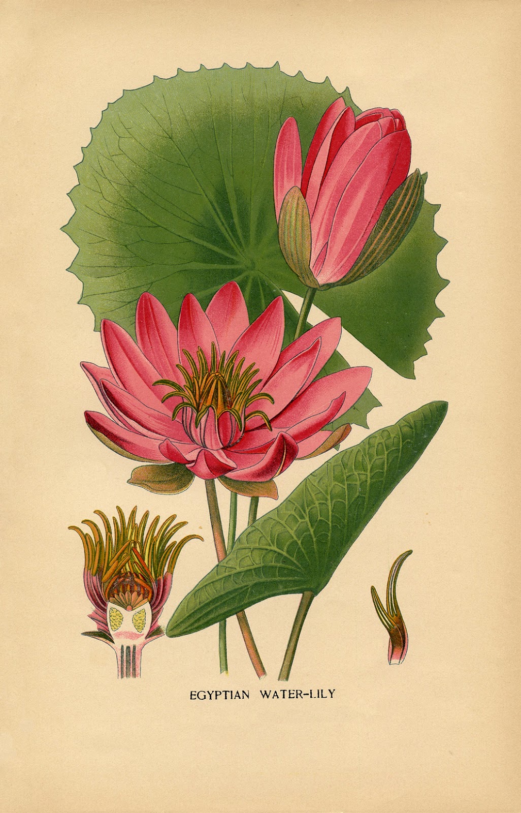 vintage-printable-water-lily-botanical-the-graphics-fairy