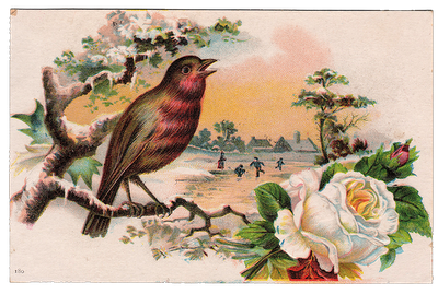 Free Vintage Graphic - Beautiful Bird with White Rose - The Graphics Fairy