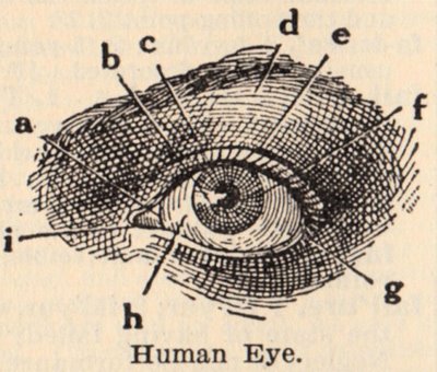 Vintage Clip Art - Eye Diagram - The Graphics Fairy
