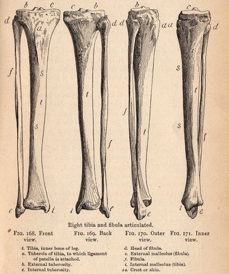 Leg Bones Anatomy Image