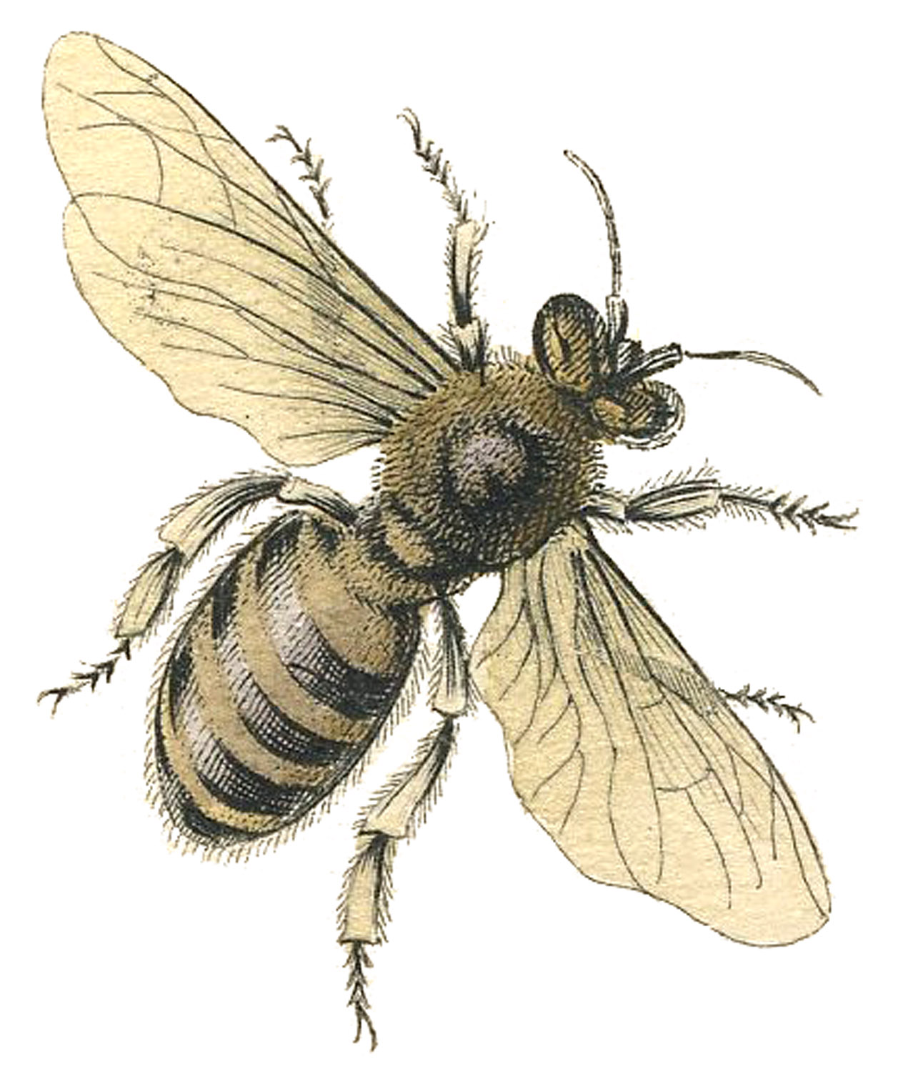 honey bee illustration antique