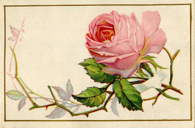 Vintage Image - Old Pink Rose with Thorns - The Graphics Fairy