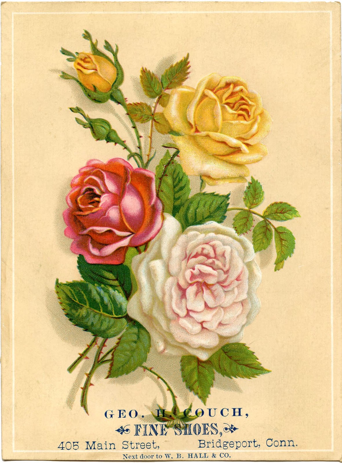 Vintage Stock Images - Amazing Old Roses - The Graphics Fairy