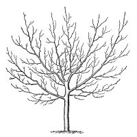 spooky tree with no leaves image