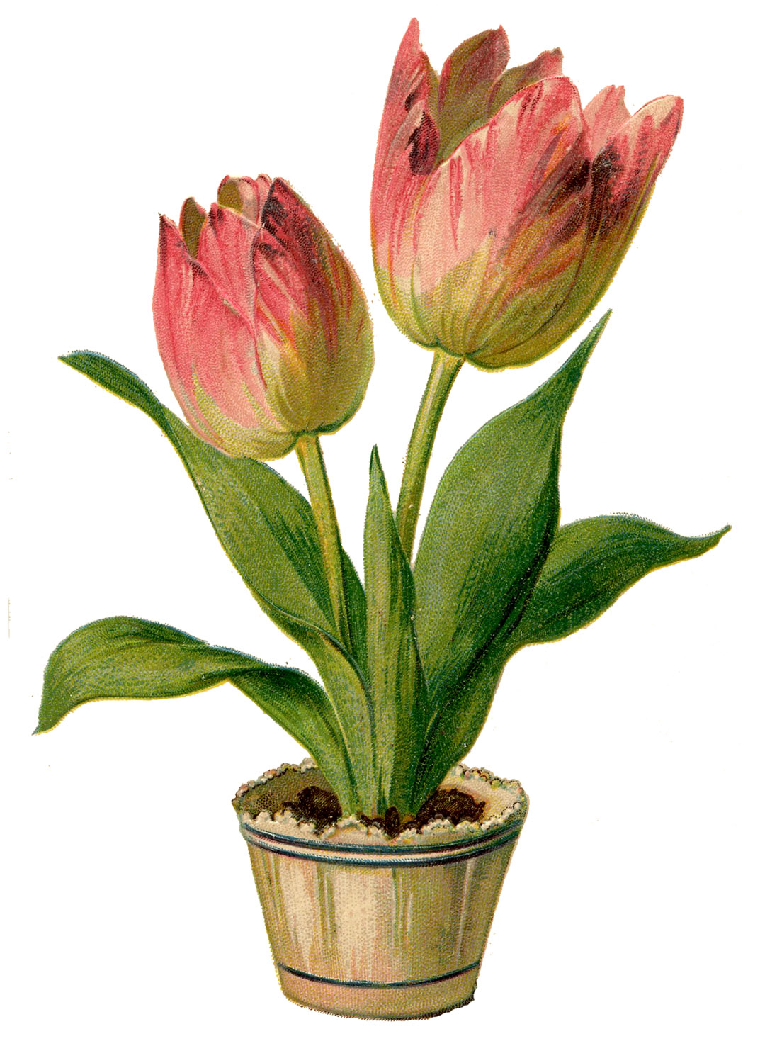 Vintage Clip Art  Pretty Pink Tulips The Graphics Fairy