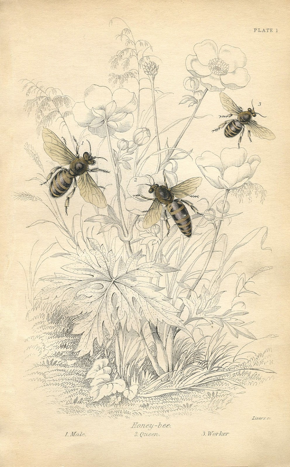 Free Vintage Bee Printables