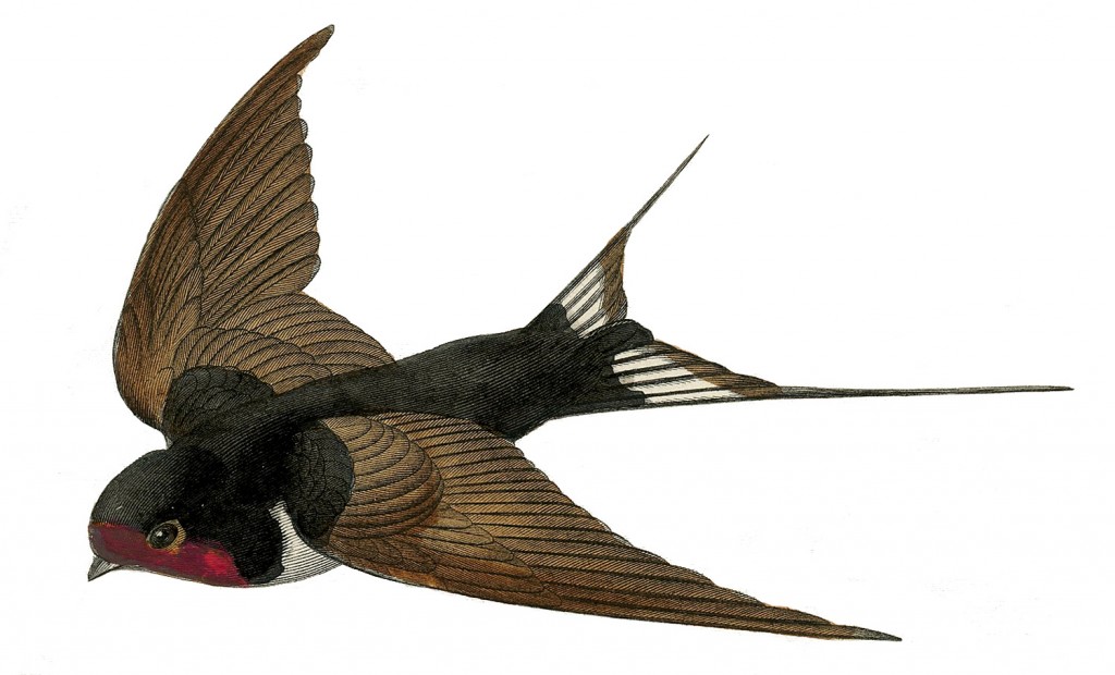 VIntage Printable Swallow Flying