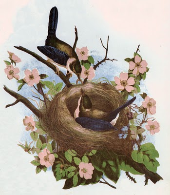 Free Vintage Clip Art - 2 Pretty Birds with Nest - The Graphics Fairy