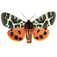 Orange moth image