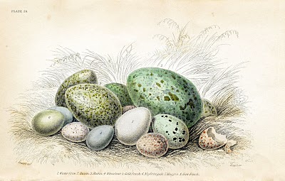 Free Vintage Clip Art - Gorgeous Bird's Eggs - The Graphics Fairy