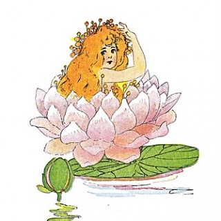 fairy in water lily image