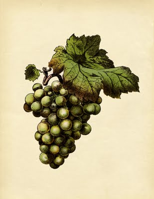 Green Grapes Cluster