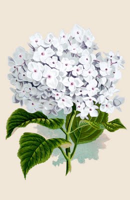 white Hydrangea flower