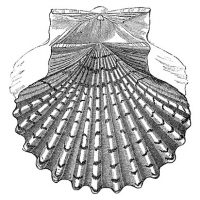 seashell clipart
