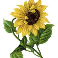 Sunflower Image Vintage