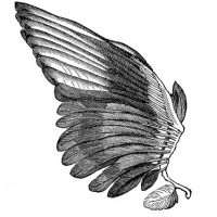 Feathered Wings Image