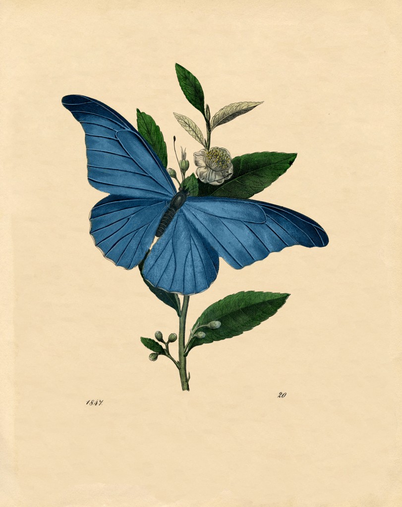 Vintage Natural History Printable - Beautiful Blue Butterfly - The