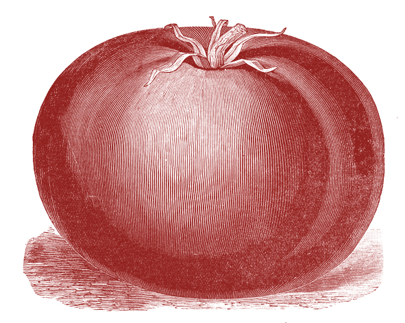 Free Public Domain Image Tomato