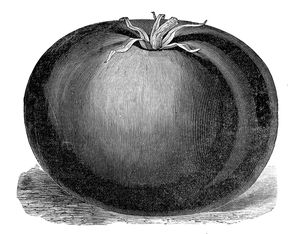 Free Public Domain Image Tomato Vintage