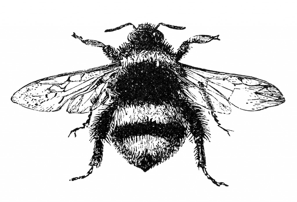 bee with white and black stripes