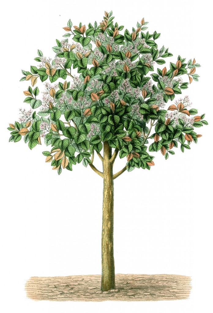 Free Vintage Image - Charming Tree - The Graphics Fairy
