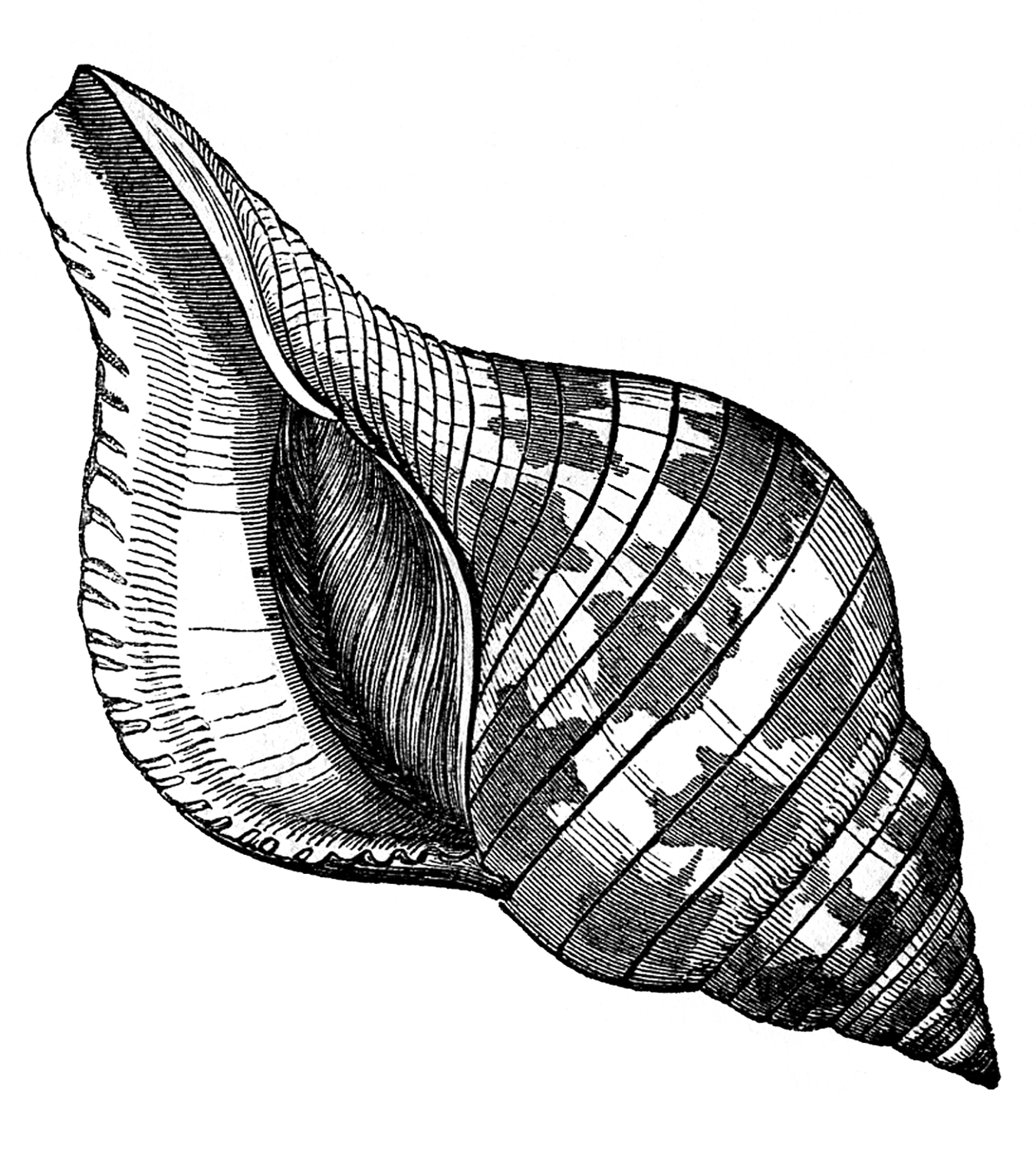 clip art seashells