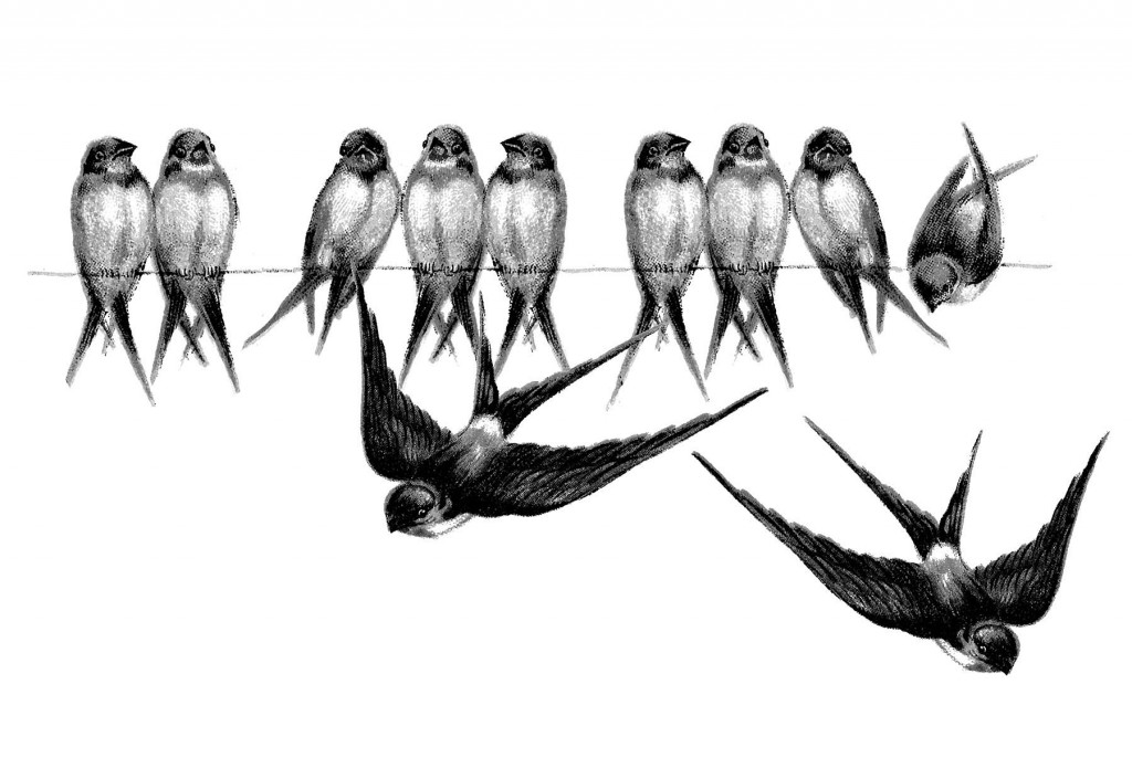 Vintage Bird Images - Swallows on Line - The Graphics Fairy