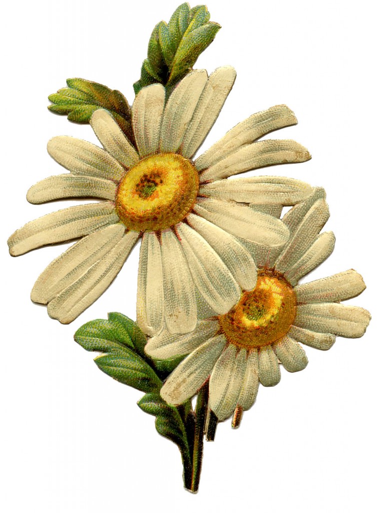 Vintage Daisy Image The Graphics Fairy