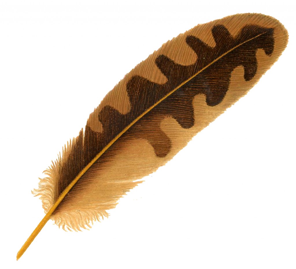 Vintage Feather Image Brown