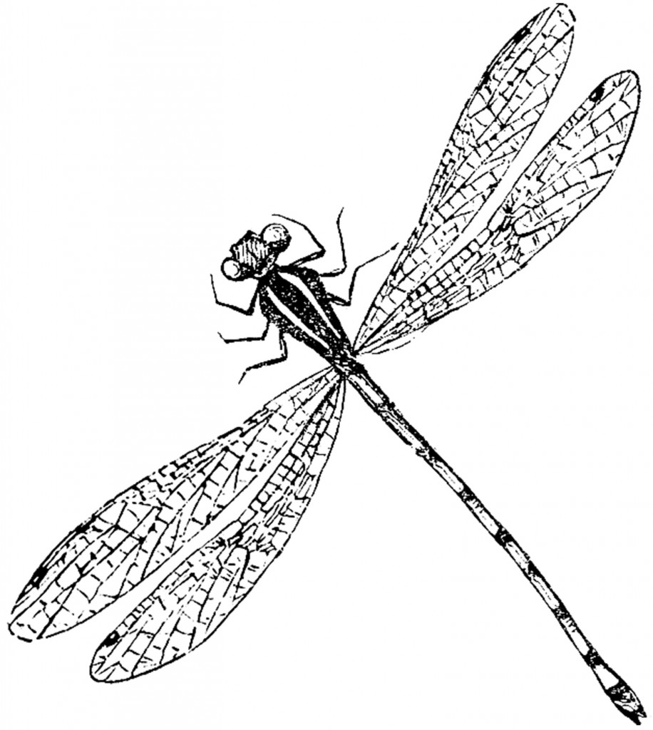 Dragonfly Clipart Black and White