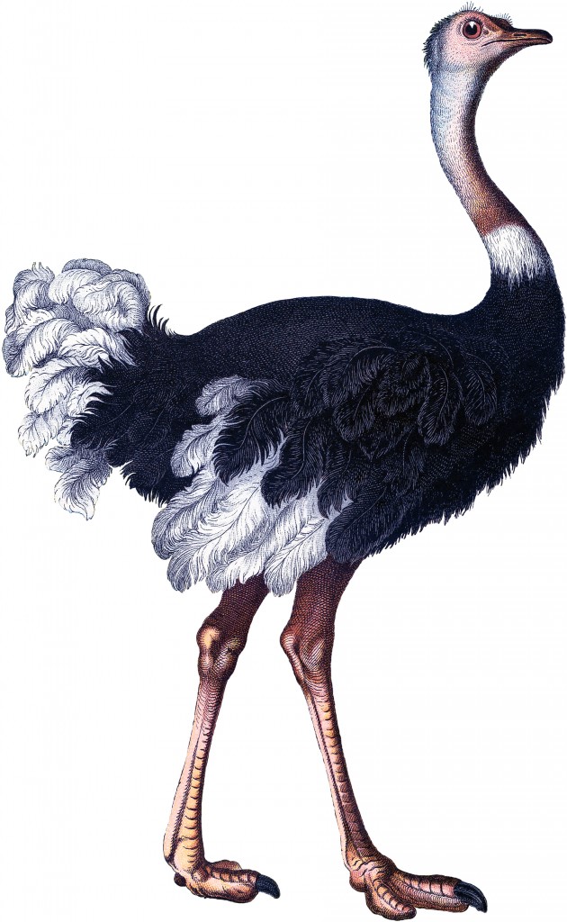 Vintage Ostrich Image
