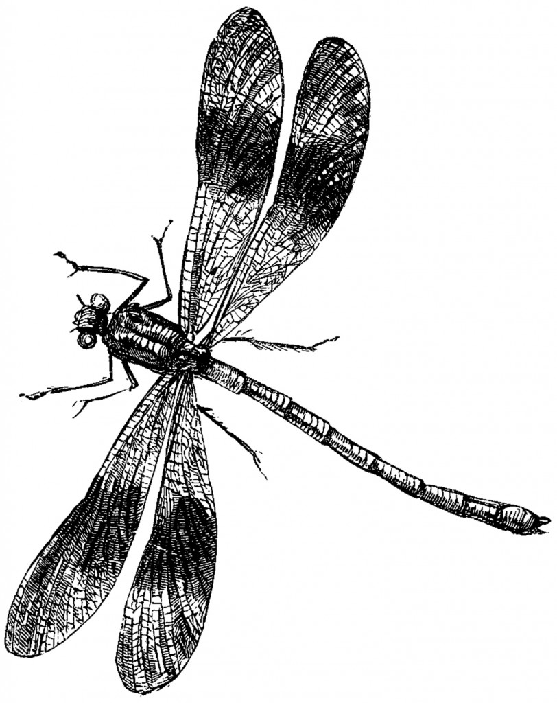 Vintage Dragonfly Image