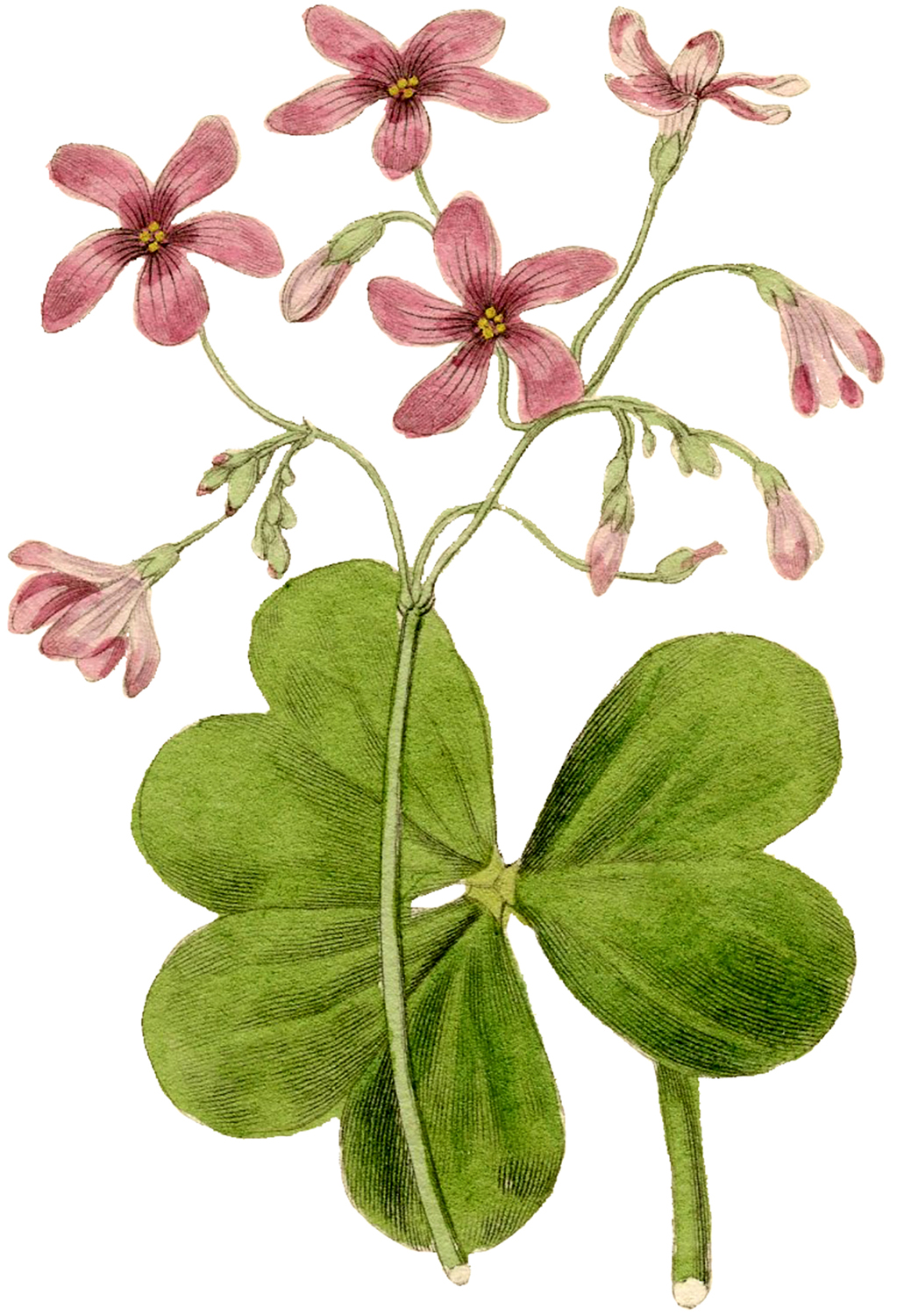 Pink Sorrel Vintage Flower Image