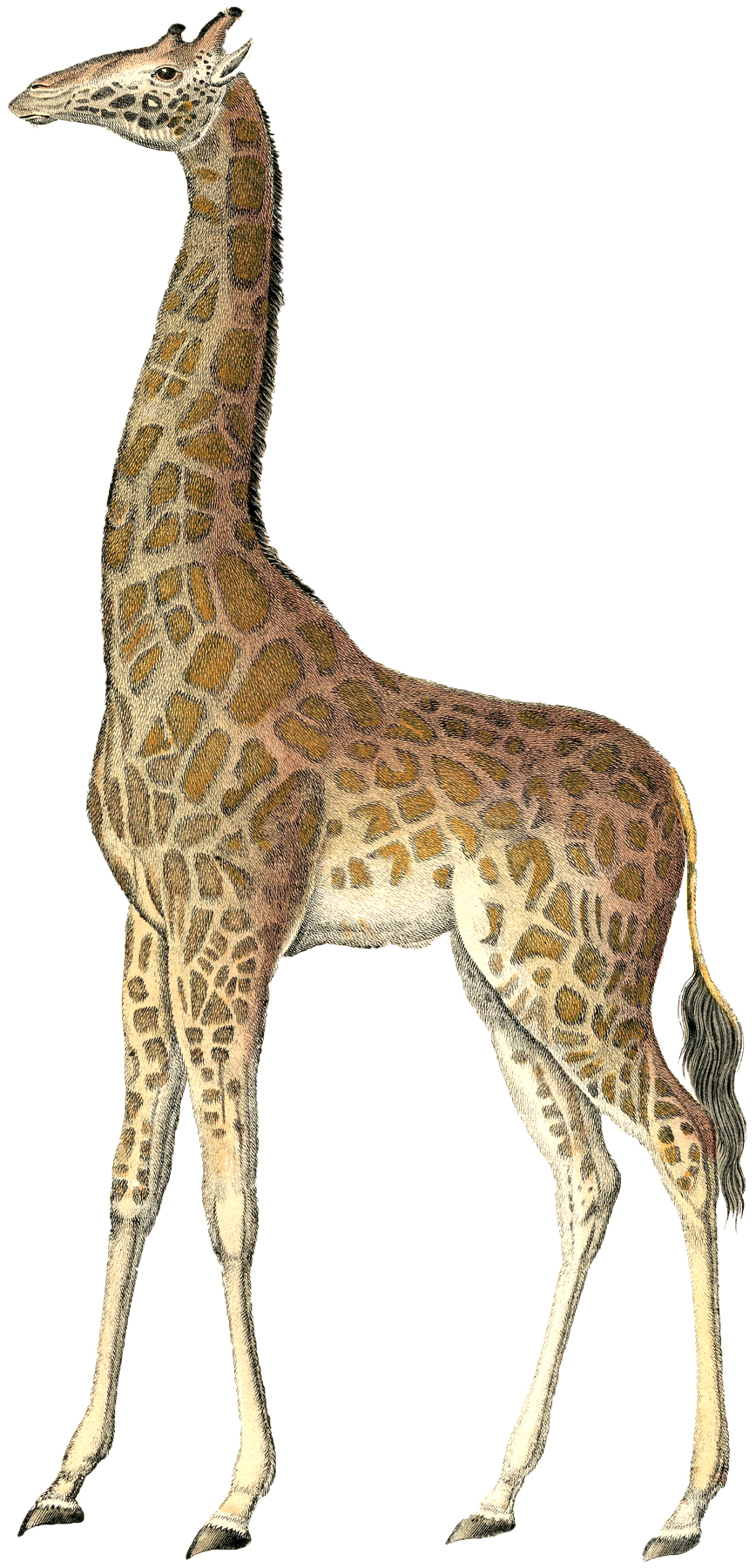 Vintage Giraffe Image