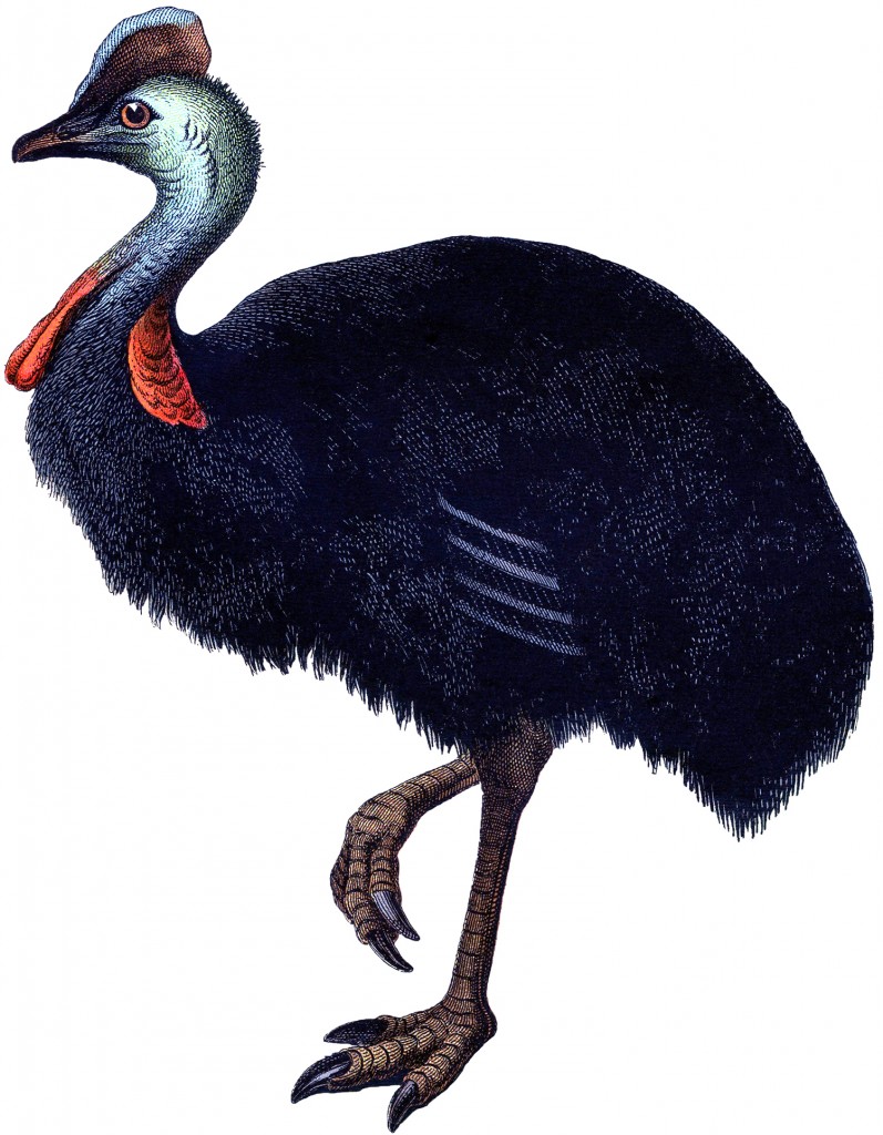 Vintage Ostrich Clipart