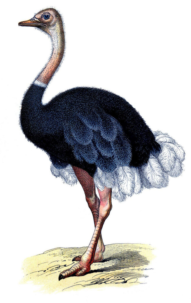 Vintage Ostrich Image