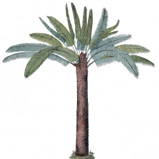 Vintage Palm Tree Graphic