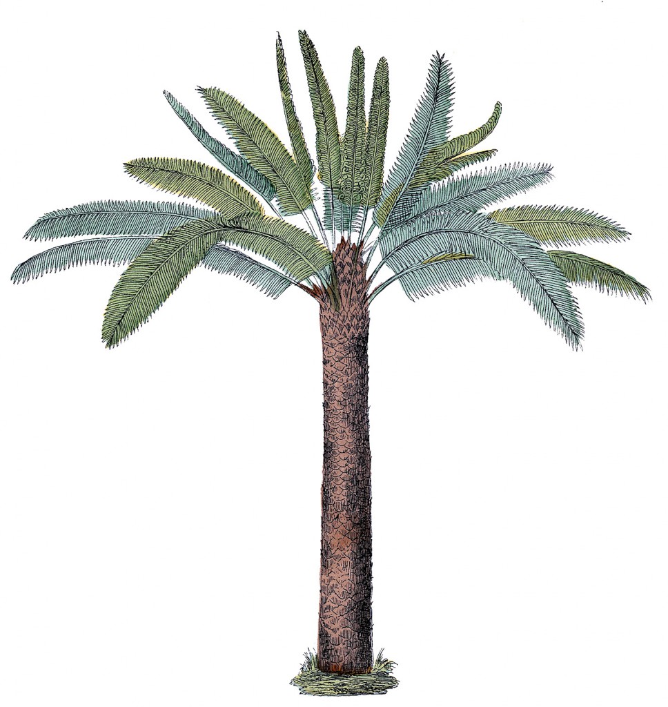 Vintage Palm Tree Image