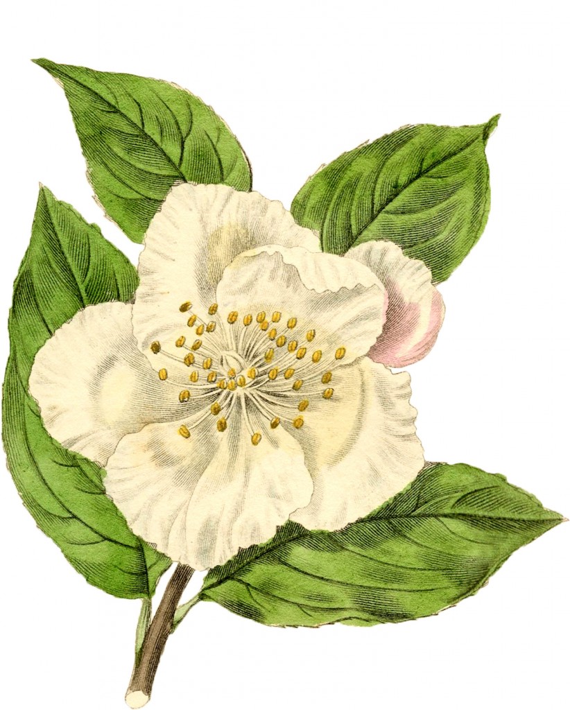 Vintage White Flower Graphic