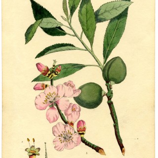 Botanical Almond Flower Print
