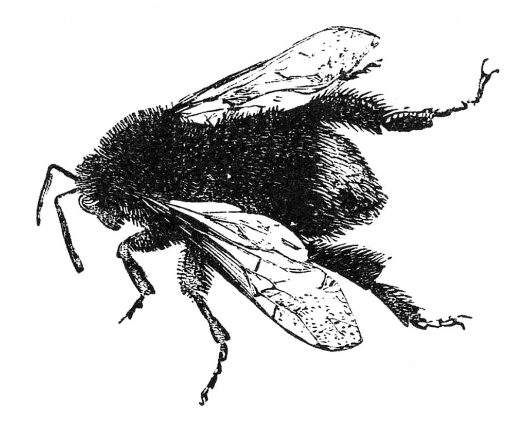 Free Stock Image Bumble Bee