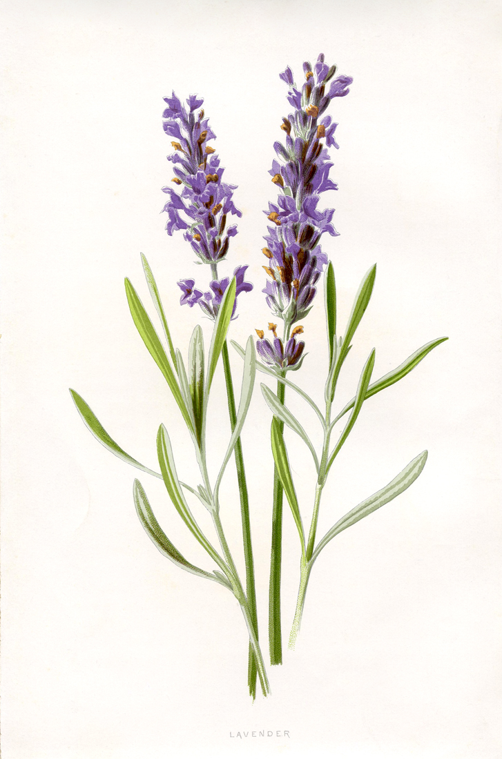 Beautiful Lavender Botanical Printable - The Graphics Fairy