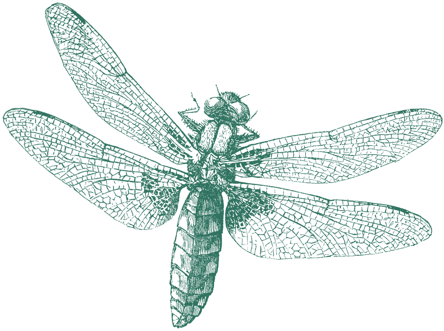  Royalty Free Images Dragonfly The Graphics Fairy