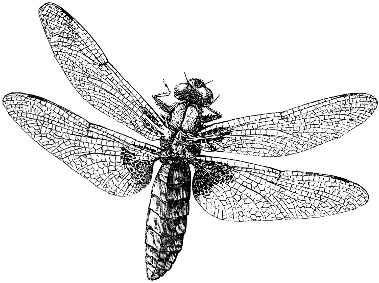 Royalty Free Images - Dragonfly - The Graphics Fairy