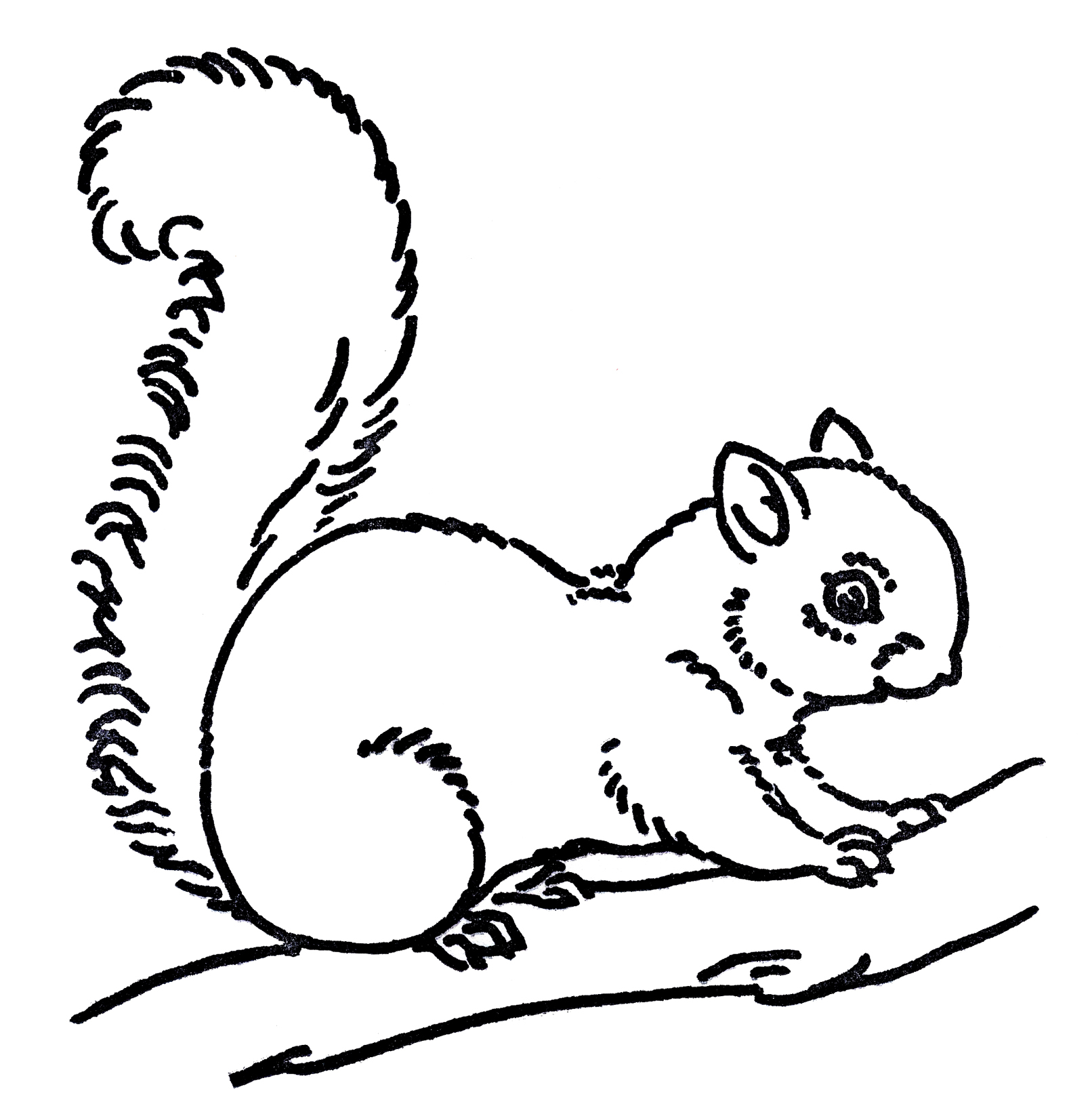 Free Line Art Images Squirrel Drawings The Graphics Fairy