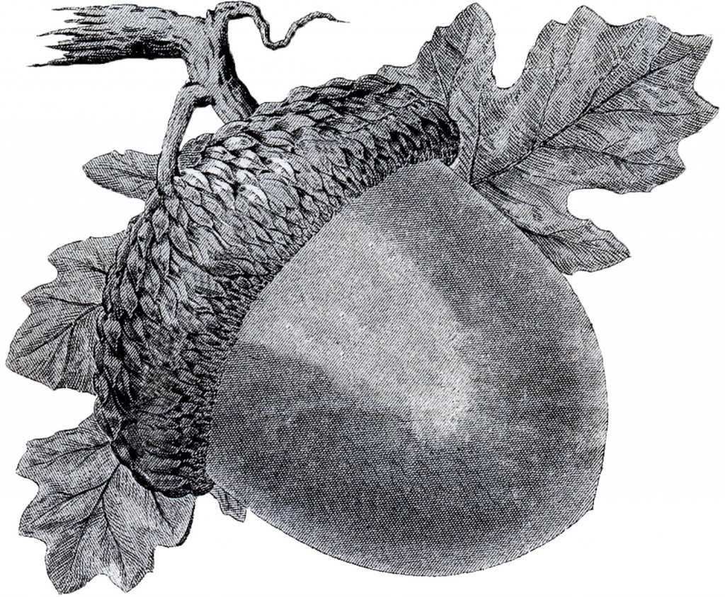 Acorn Clipart Image