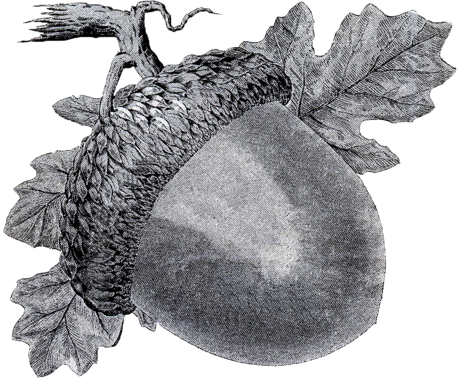 acorns and leaves clip art