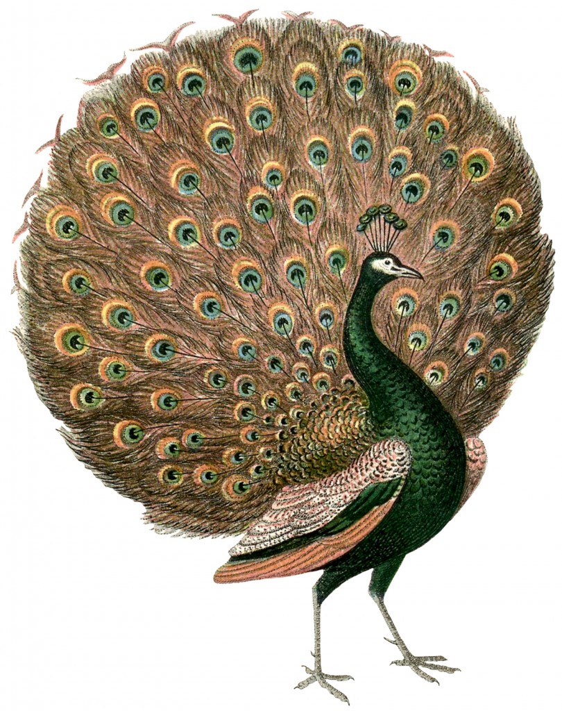 Vintage Peacock Images The Graphics Fairy