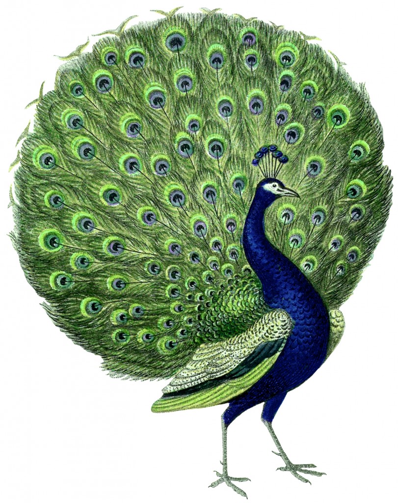Vintage Peacock Image Tail Fanned